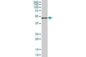 CCNE1 MaxPab polyclonal antibody. (Cyclin E1 antibody  (AA 1-410))