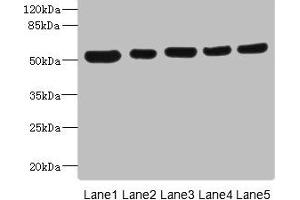 Western blot All lanes: ATXN10 antibody at 4. (Ataxin 1 antibody  (AA 346-475))