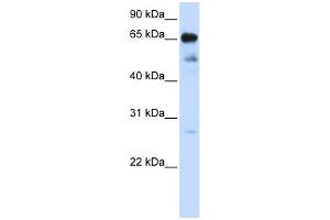 WB Suggested Anti-ZNF490 Antibody Titration:  0. (ZNF490 antibody  (N-Term))