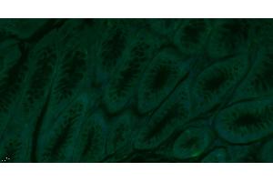 Paraformaldehyde-fixed, paraffin embedded Mouse colon, Antigen retrieval by boiling in sodium citrate buffer (pH6.