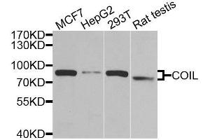 Western blot analysis of extracts of various cell lines, using COIL antibody. (Coilin antibody  (AA 297-576))