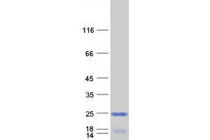 Validation with Western Blot (ICT1 Protein (Myc-DYKDDDDK Tag))