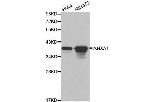 Western blot analysis of extracts of various cell lines, using ANXA1 antibody. (Annexin a1 antibody  (AA 1-346))