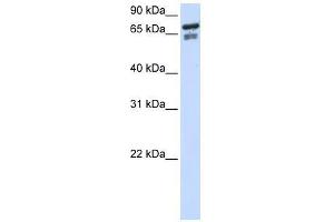 TCF25 antibody used at 0. (TCF25 antibody  (N-Term))