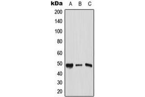 Western blot analysis of AP2 gamma expression in HeLa (A), Raw264. (TFAP2C antibody  (C-Term))