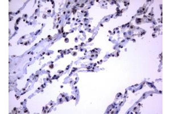 RASGRP3 antibody  (AA 380-690)