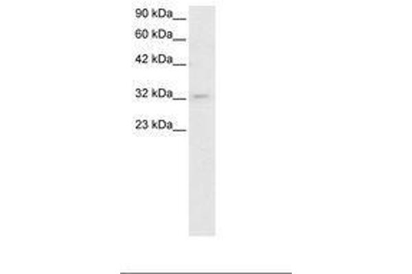 POU1F1 antibody  (C-Term)