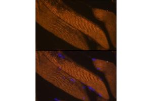 Immunofluorescence analysis of Mouse skeletal muscle using FBP2 antibody  at dilution of 1:100. (FBP2 antibody  (AA 1-339))