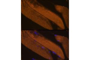 Immunofluorescence analysis of Mouse skeletal muscle using FBP2 antibody  at dilution of 1:100.