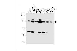 All lanes : Anti-FGFR2 Antibody (C-term) at 1:1000 dilution Lane 1: NCI- whole cell lysate Lane 2: HT-29 whole cell lysate Lane 3: A549 whole cell lysate Lane 4: T47D whole cell lysate Lane 5: Hela whole cell lysate Lane 6: NIH/3T3 whole cell lysate Lane 7: Mouse brain lysate Lysates/proteins at 20 μg per lane. (FGFR2 antibody  (C-Term))