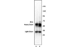 Elk-1 antibody (pAb) tested by Immunoprecipitation.