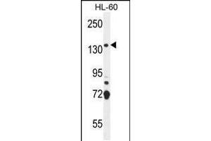 Western blot analysis in HL-60 cell line lysates (35ug/lane). (SOS2 antibody  (N-Term))