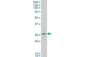 Western Blotting (WB) image for anti-Thiamine Triphosphatase (THTPA) (AA 1-231) antibody (ABIN466240) (THTPA antibody  (AA 1-231))