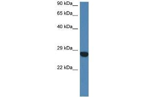 Mouse Heart; WB Suggested Anti-Ccdc90b Antibody. (CCDC90B antibody  (N-Term))