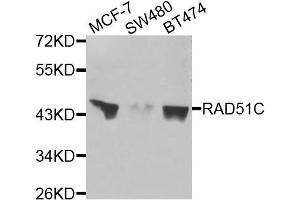 Western blot analysis of extracts of various cells, using RAD51C antibody. (RAD51C antibody)