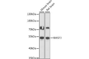 Western blot analysis of extracts of various cell lines, using W antibody (ABIN7271347) at 1:1000 dilution. (WASF3 antibody  (AA 200-300))