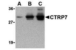 Western Blotting (WB) image for anti-C1q and Tumor Necrosis Factor Related Protein 7 (C1QTNF7) antibody (ABIN1031703) (CTRP7 antibody)