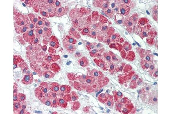 MGST1 antibody  (AA 40-71)