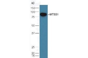 Mouse testicular lysate probed with Rabbit Anti-MTSS1 Polyclonal Antibody (ABIN762056) at 1:300 overnight in 4 °C.