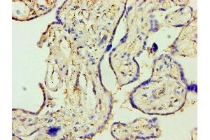 Immunohistochemistry of paraffin-embedded human placenta tissue using ABIN7170845 at dilution of 1:100 (MMP3 antibody  (AA 100-477))