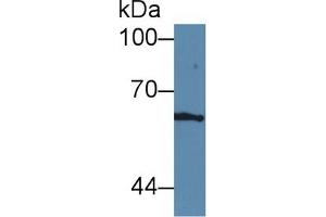 Western Blotting (WB) image for anti-Intercellular Adhesion Molecule 1 (ICAM1) (AA 25-531) antibody (ABIN7431968)