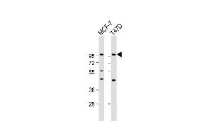 All lanes : Anti-GAB2 Antibody (N-term) at 1:1000 dilution Lane 1: MCF-7 whole cell lysate Lane 2: T47D whole cell lysate Lysates/proteins at 20 μg per lane.