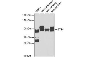Western blot analysis of extracts of various cell lines, using ST14 antibody (ABIN6132707, ABIN6148517, ABIN6148519 and ABIN6221735) at 1:1000 dilution. (ST14 antibody  (AA 566-855))