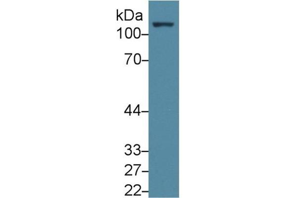 FAK antibody  (AA 798-1041)
