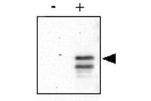 Anti-CREB pS133 was used to detect phosphorylated CREB by western blot. (CREB1 antibody  (pSer133))