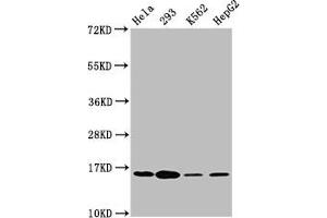 Western Blot Positive WB detected in: Hela whole cell lysate, 293 whole cell lysate, K562 whole cell lysate, HepG2 whole cell lysate All lanes: H2AFX antibody at 1. (H2AFX antibody  (pSer139))