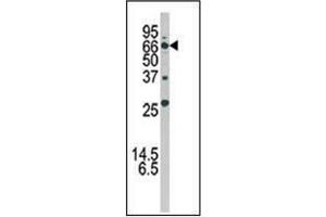 Western Blotting (WB) image for anti-ATG16 Autophagy Related 16-Like 1 (ATG16L1) (AA 84-114) antibody (ABIN1449612)