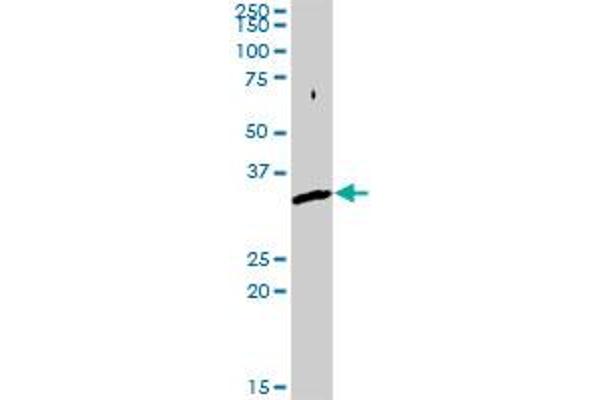 SNX11 antibody  (AA 1-270)