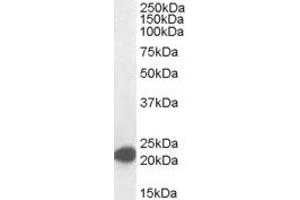 ABIN184586 (0. (MAX antibody  (C-Term))