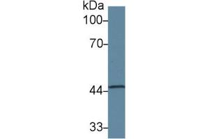 Rabbit Detection antibody from the kit in WB with Positive Control: Sample Human liver lysate. (SERPINA6 ELISA Kit)