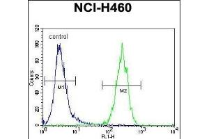 ATXN7L2 Antibody (C-term) (ABIN655240 and ABIN2844843) flow cytometric analysis of NCI- cells (right histogram) compared to a negative control cell (left histogram). (ATXN7L2 antibody  (C-Term))