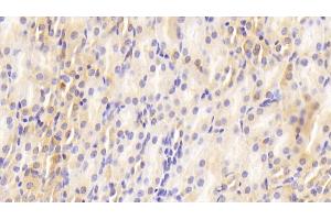 Detection of GAL2 in Mouse Kidney Tissue using Polyclonal Antibody to Galectin 2 (GAL2) (Gallinacin-2 (GAL2) (AA 1-130) antibody)