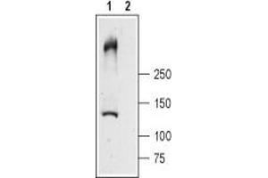Western blot analysis of rat skeletal muscle lysates: - 1. (RYR1 antibody  (Intracellular, N-Term))