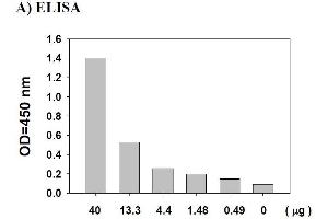 Image no. 5 for V-Akt Murine Thymoma Viral Oncogene Homolog 1 (AKT1) ELISA Kit (ABIN625220) (AKT1 ELISA Kit)