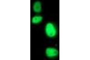 Anti-ERCC4 mouse monoclonal antibody (ABIN2454690) immunofluorescent staining of COS7 cells transiently transfected by pCMV6-ENTRY ERCC4 (RC223300). (ERCC4 antibody)