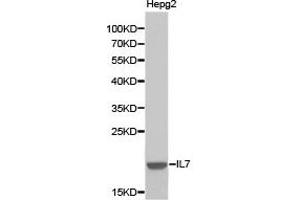 Western blot analysis of extracts of HepG2 cell lines, using IL7 antibody. (IL-7 antibody)