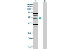 Western Blot analysis of WNT5A expression in transfected 293T cell line by WNT5A MaxPab polyclonal antibody. (WNT5A antibody  (AA 1-380))