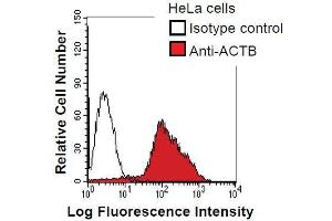 HeLa cells were fixed in 2% paraformaldehyde/PBS and then permeabilized in 90% methanol. (beta Actin antibody)