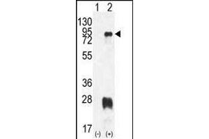 Western blot analysis of PRMT7 (arrow) using rabbit polyclonal PRMT7 Antibody (N-term) (ABIN387846 and ABIN2843964).