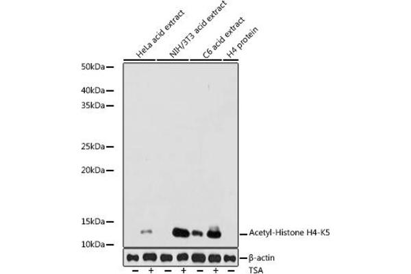Histone H4 antibody  (acLys5)