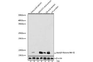 Western blot analysis of extracts of various cell lines, using Acetyl-Histone H4-K5 antibody (ABIN7267743) at 1:1000 dilution. (Histone H4 antibody  (acLys5))