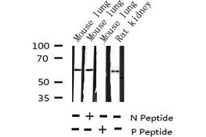 Western blot analysis of Phospho-G3BP-1 (Ser232) expression in various lysates (G3BP1 antibody  (pSer232))