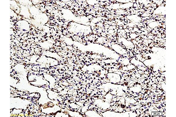 LRP8 antibody  (AA 851-963)