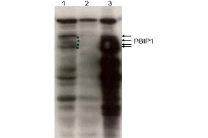 Image no. 1 for anti-MLF1 Interacting Protein (MLF1IP) (N-Term) antibody (ABIN401441) (MLF1IP antibody  (N-Term))