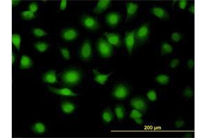 Immunofluorescence (IF) image for anti-Mitogen-Activated Protein Kinase 9 (MAPK9) (AA 321-424) antibody (ABIN562413)