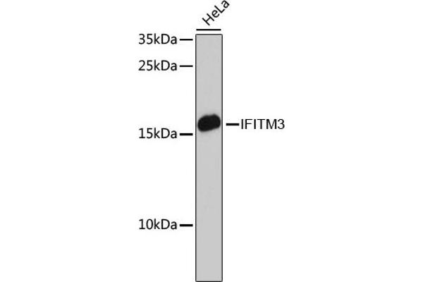 IFITM3 antibody  (AA 1-133)